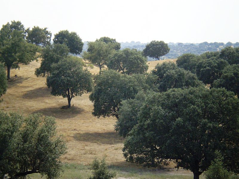 Imagen:Soto de Viñuelas.jpg